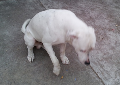 osteoarthritis in dog osteoarthritis in dog