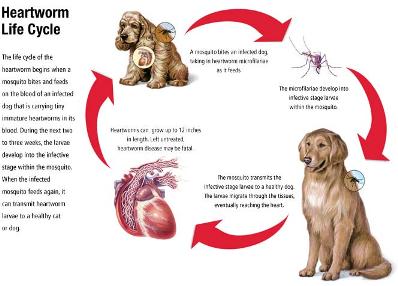 Heartworm Life Cycle in pets Heartworm Life Cycle in pets