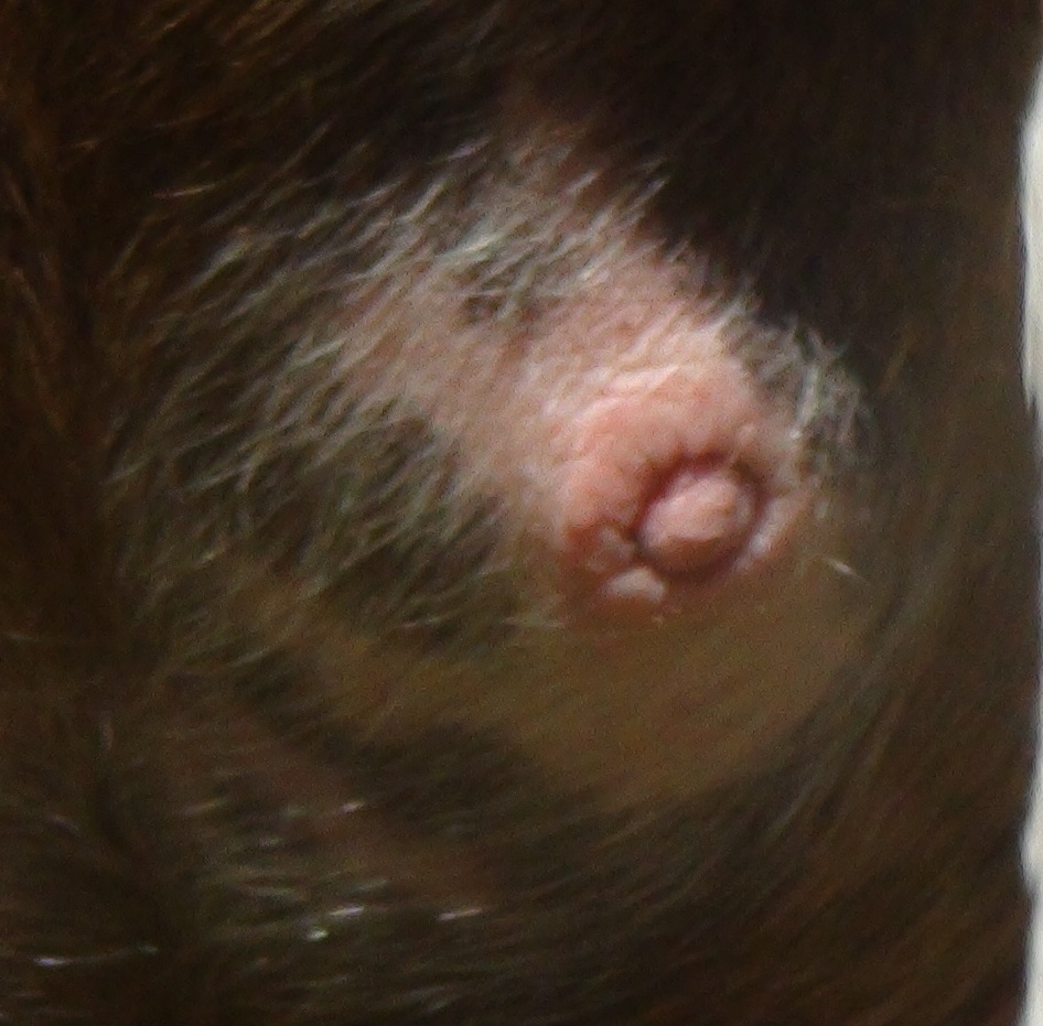 Lump Problem in Canine Lump Problem in Canine