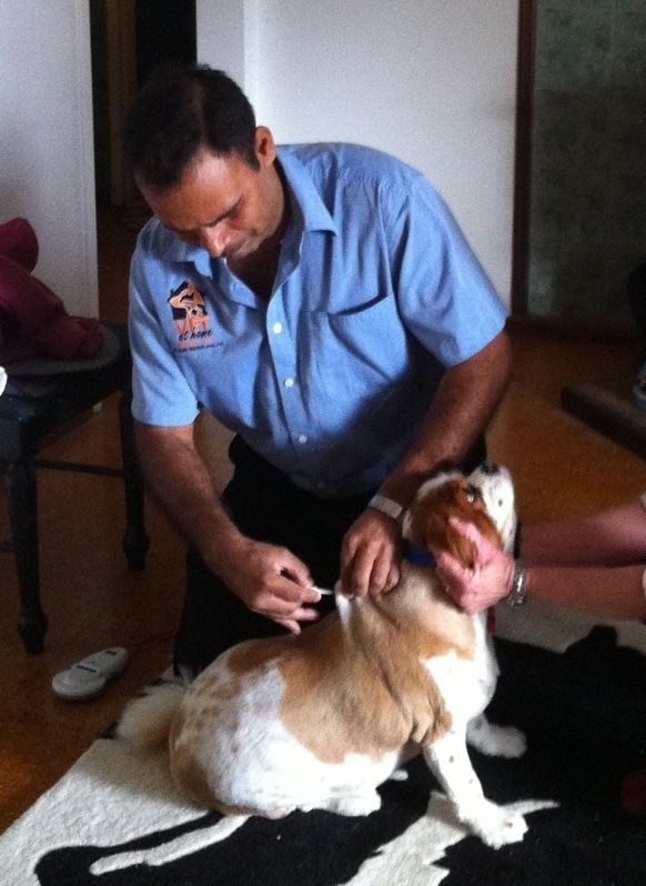 dog microchipping perth dog microchipping perth
