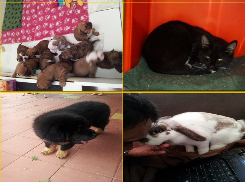 In home pet vaccination perth In home pet vaccination perth