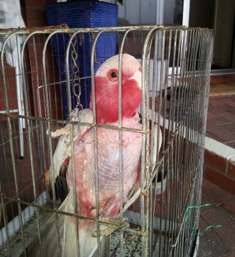 avian vet perth avian vet perth