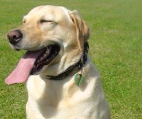 Heartworm Injection Heartworm Injection