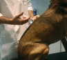 dog vaccinations perth